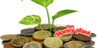 Money Tree Plant How to Care: Complete Guide money tree plant how to care