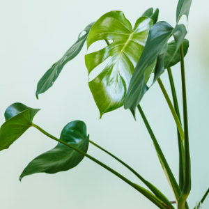 Monstera Swiss Cheese Plant