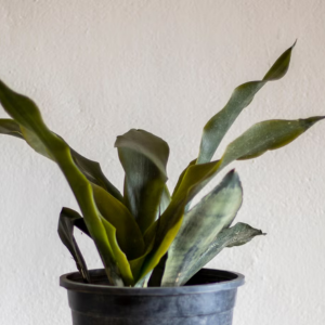 Moonshine Snake Plant