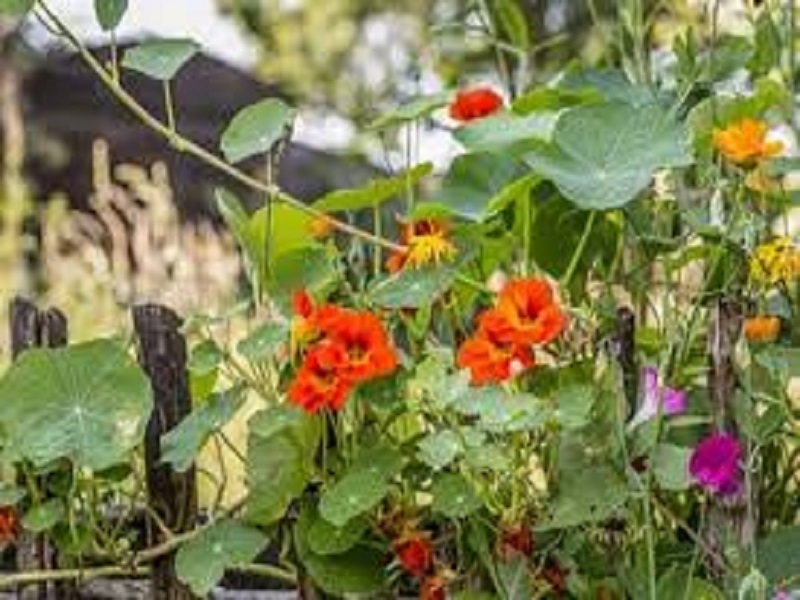 Nasturtium