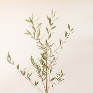 Olive Tree