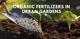 The Power of Organic Fertilizers in Urban Gardens Organic Fertilizers
