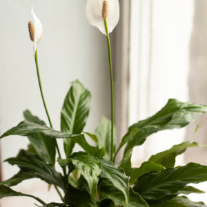 Peace Lily