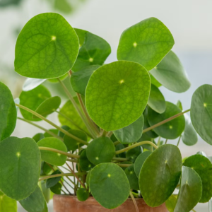 Pilea