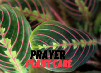Transforming Prayer Plant Care: Cultivating Lush Foliage with Ease (2025) Prayer Plant Care