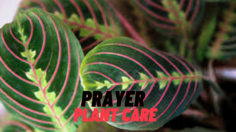 Prayer Plant Care