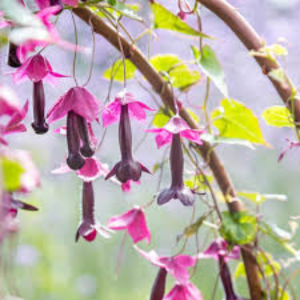 Purple Bell Vine