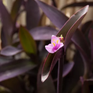 Purple Heart Tradescantia pallida