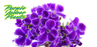 Beautiful Purple Indoor Plants to Add Color to Your Home Purple Indoor Plants