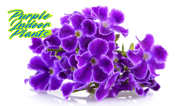 Purple Indoor Plants