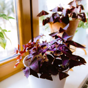 Purple Oxalis Purple Shamrock