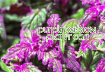 Conquer Purple Passion Plant Care: Expert Tips & Tricks (2025) Purple Passion Plant Care