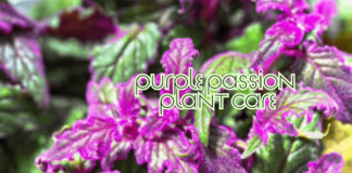 Conquer Purple Passion Plant Care: Expert Tips & Tricks (2025) Purple Passion Plant Care