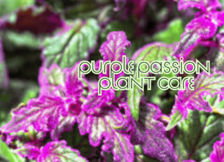 Conquer Purple Passion Plant Care: Expert Tips & Tricks (2025) Purple Passion Plant Care