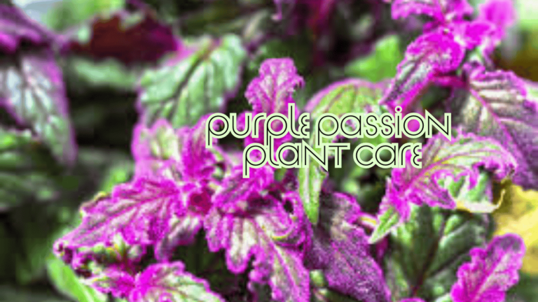 Conquer Purple Passion Plant Care: Expert Tips & Tricks (2025)