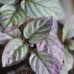 Purple Waffle Plant Hemigraphis alternata