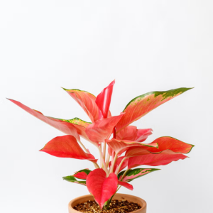 Red Chinese Evergreen