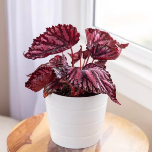 Rex Begonia 1