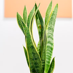 Sansevieria 2