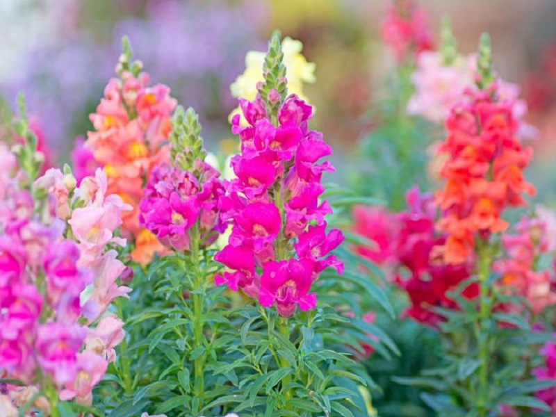 Snapdragon