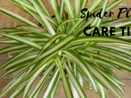 Spider Plant Care