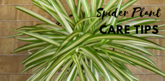 Ultimate Spider Plant Care Guide Spider Plant Care