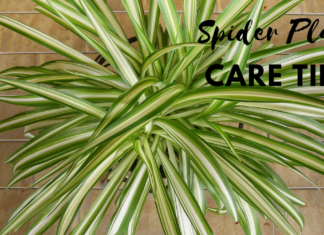 Ultimate Spider Plant Care Guide Spider Plant Care