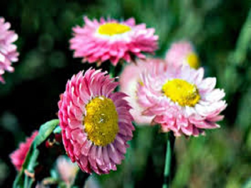 Strawflower