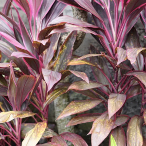 Ti Plant Cordyline fruticosa