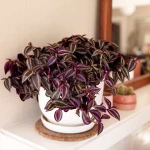 Tradescantia Zebrina Wandering Jew