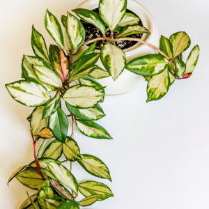 Tricolor Hoya Krimson Queen