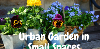 How to Start an Urban Garden in Small Spaces? Urban Garden