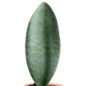 Whale Fin Sansevieria