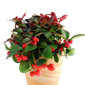 Wintergreen Berries