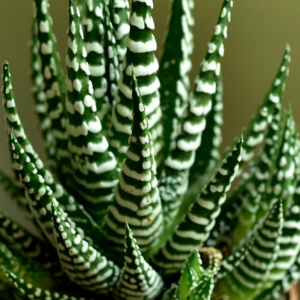 Zebra Plant