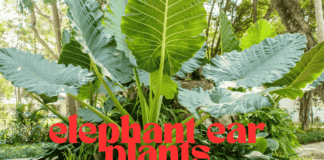 How to care for elephant ear plants elephant ear plant care