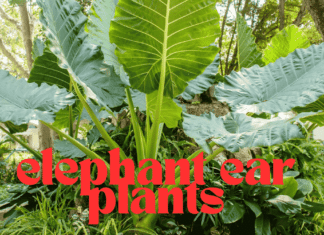 How to care for elephant ear plants elephant ear plant care