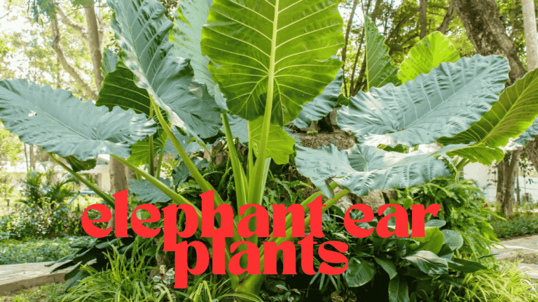 How to care for elephant ear plants