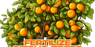When to fertilize citrus trees (2025) citrus trees