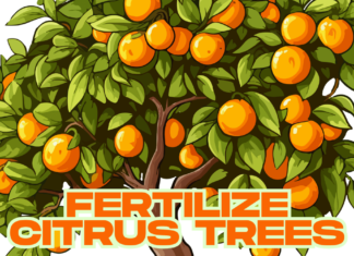 When to fertilize citrus trees (2025) citrus trees