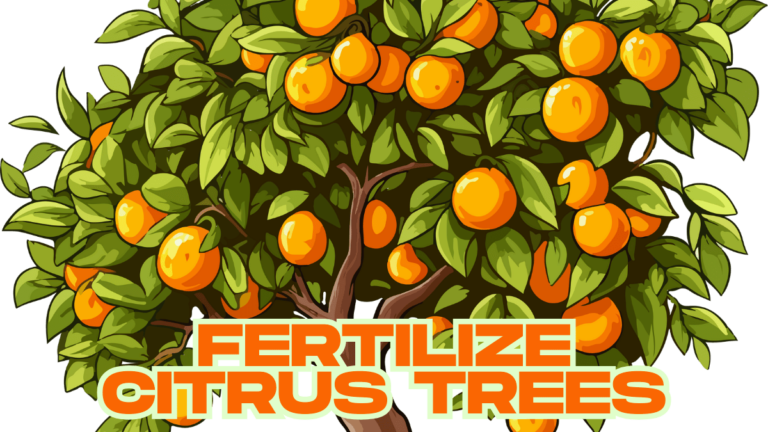 When to fertilize citrus trees (2025)