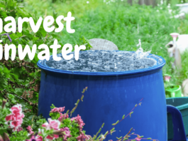 harvest rainwater