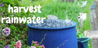 How to Harvest Rainwater at home ? harvest rainwater