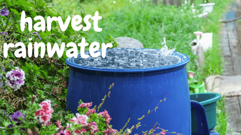 harvest rainwater