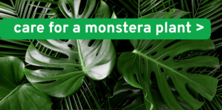 How to Care for a Monstera Plant (2025) how to care for a monstera plant