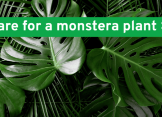 How to Care for a Monstera Plant (2025) how to care for a monstera plant