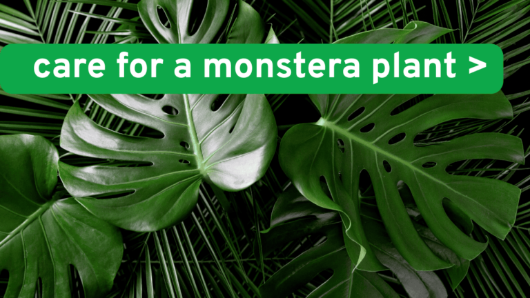 How to Care for a Monstera Plant (2025)