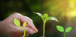 When is the best time to plant grass seed? When is the best time to plant grass seed