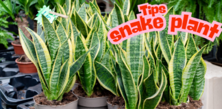 Ultimate Guide and Tips for Healthy Growth Snake Plant Sansevieria snake plant sansevieria