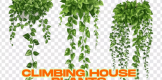 15 Must-Have Indoor Climbing Plants to Elevate Your Decor Climbing house Plants
